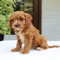 Max, a male Cavapoo for sale in Narvon, PA – 6 of 6