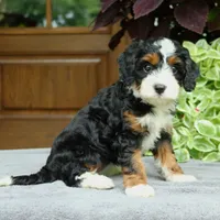 Clover, a female Cavapoo for sale in Narvon, PA – 2 of 9