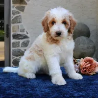 Dustin, a male Goldendoodle for sale in Narvon, PA – 4 of 7