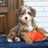 Smokey, a male Miniature Bernedoodle for sale in Narvon, PA – 3 of 6