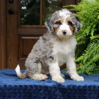 Ranger, a male Bernedoodle for sale in Narvon, PA – 4 of 8