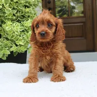 Mason, a male Cavapoo for sale in Narvon, PA – 1 of 6