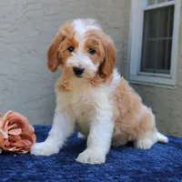 Dolly, a female Goldendoodle for sale in Narvon, PA – 5 of 9
