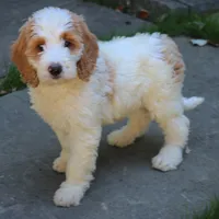 Sasha, a female Goldendoodle for sale in Narvon, PA – 7 of 10
