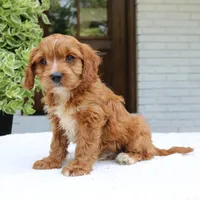 Max, a male Cavapoo for sale in Narvon, PA – 5 of 6