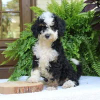Birdie, a female Bernedoodle for sale in Narvon, PA – 3 of 7
