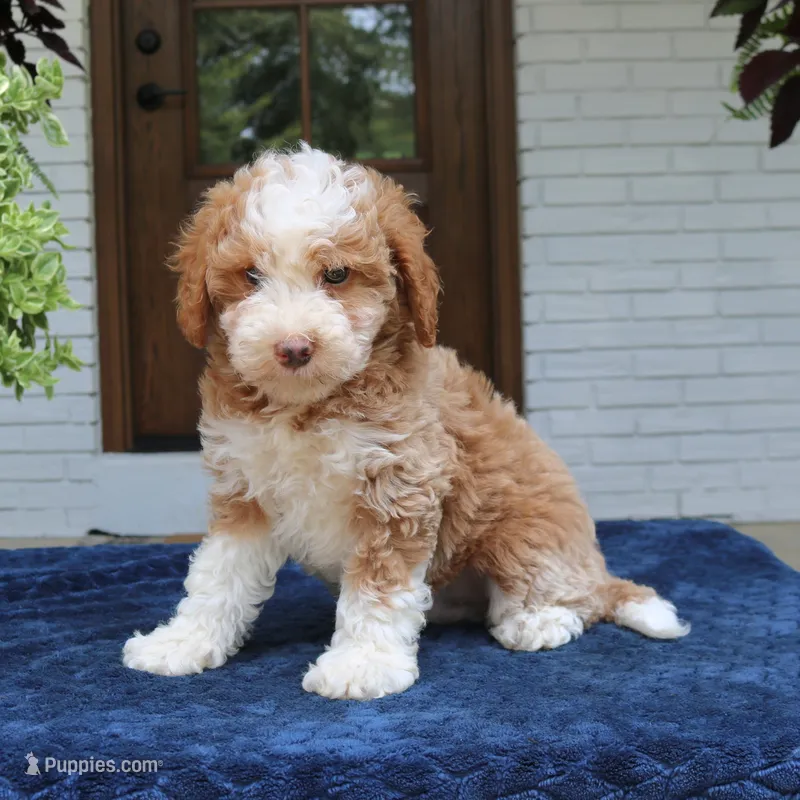 Zion – Bernedoodle puppy for sale in Narvon, PA