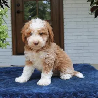 Zion, a male Bernedoodle for sale in Narvon, PA – 1 of 7
