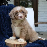 Dakota, a female Miniature Bernedoodle for sale in Narvon, PA – 3 of 6
