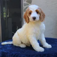 Sasha, a female Goldendoodle for sale in Narvon, PA – 4 of 10