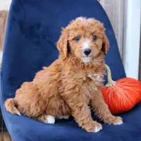 Sasha, a female Miniature Goldendoodle for sale in Narvon, PA – 6 of 6