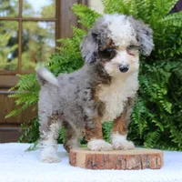 Blake, a male Bernedoodle for sale in Narvon, PA – 2 of 9
