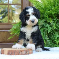 Bear, a male Bernedoodle for sale in Narvon, PA – 5 of 8