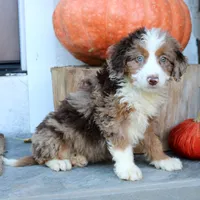 Bella, a female Miniature Bernedoodle for sale in Narvon, PA – 5 of 5