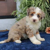 Penny, a female Miniature Bernedoodle for sale in Narvon, PA – 4 of 9