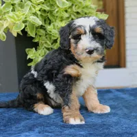 Earl II, a male Bernedoodle for sale in Narvon, PA – 2 of 7