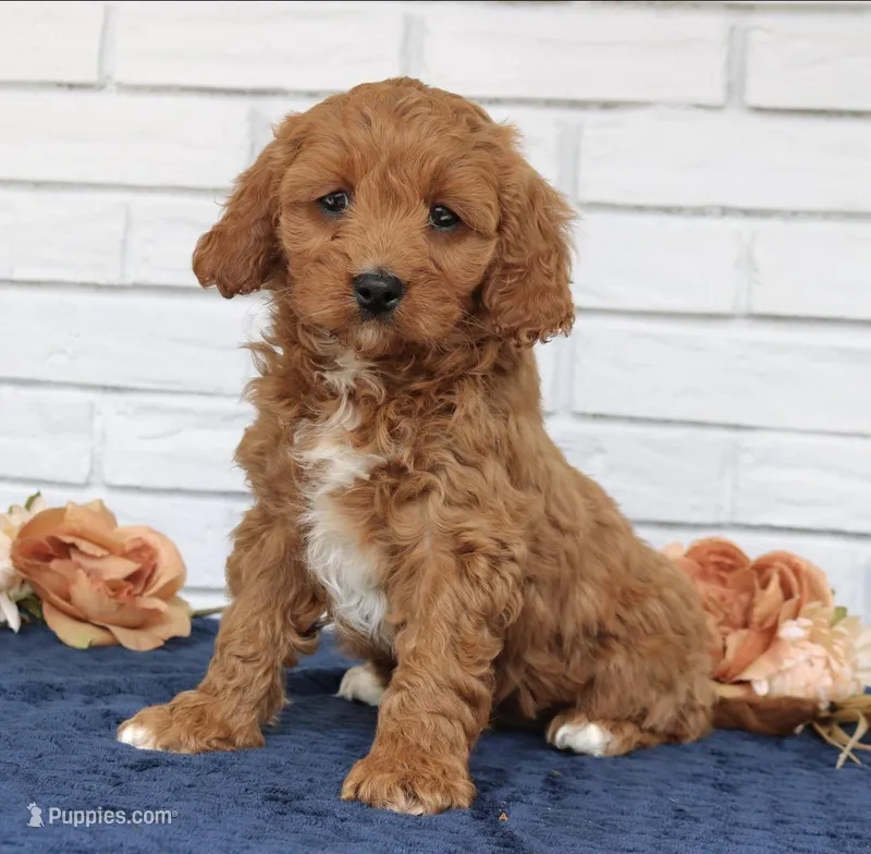 Bambi – Cavapoo puppy for sale in Narvon, PA