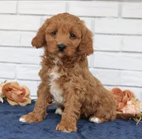 Bambi, a female Cavapoo for sale in Narvon, PA – Photo 1 of 2
