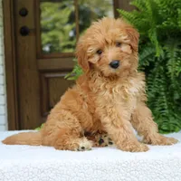 Ava, a female Miniature Goldendoodle for sale in Narvon, PA – 9 of 9