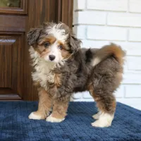 Scout, a male Miniature Bernedoodle for sale in Narvon, PA – 4 of 8