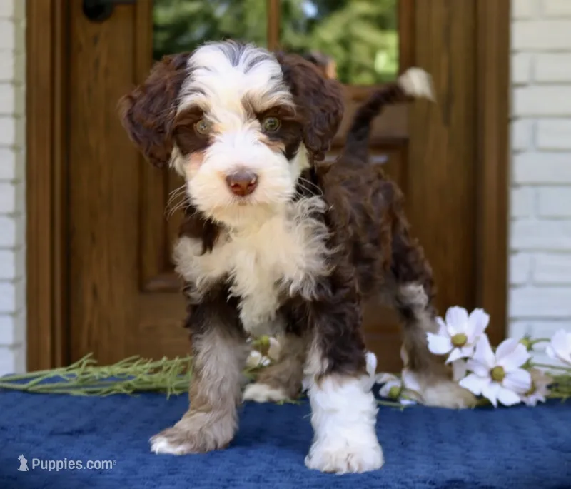 Winnie mini f1bb – Miniature Bernedoodle puppy for sale in Narvon, PA