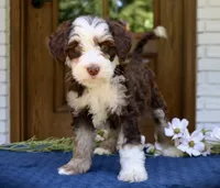 Winnie mini f1bb, a female Miniature Bernedoodle for sale in Narvon, PA – 1 of 4
