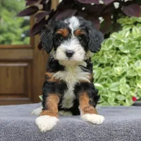 Clover, a female Cavapoo for sale in Narvon, PA – 6 of 9