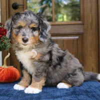 Gus, a male Bernedoodle for sale in Narvon, PA – 5 of 8