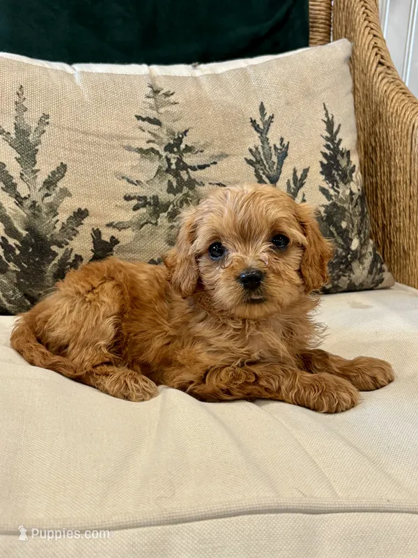 Malia – Cavapoo puppy for sale in Narvon, PA