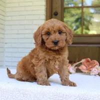 Jagger, a male Cavapoo for sale in Narvon, PA – 2 of 6