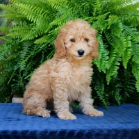 Nelson, a male Goldendoodle for sale in Narvon, PA – 7 of 8