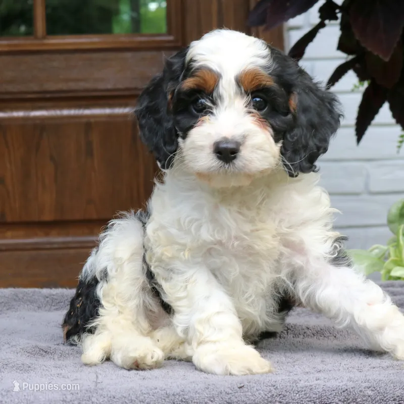 Cora – Cavapoo puppy for sale in Narvon, PA