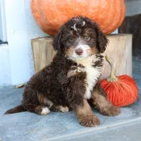 Biscuit , a male Miniature Bernedoodle for sale in Narvon, PA – 2 of 5