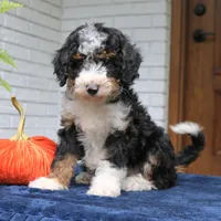 Princess, a female Miniature Bernedoodle for sale in Narvon, PA – 6 of 7