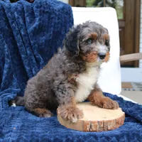 Denver, a male Miniature Bernedoodle for sale in Narvon, PA – 3 of 7