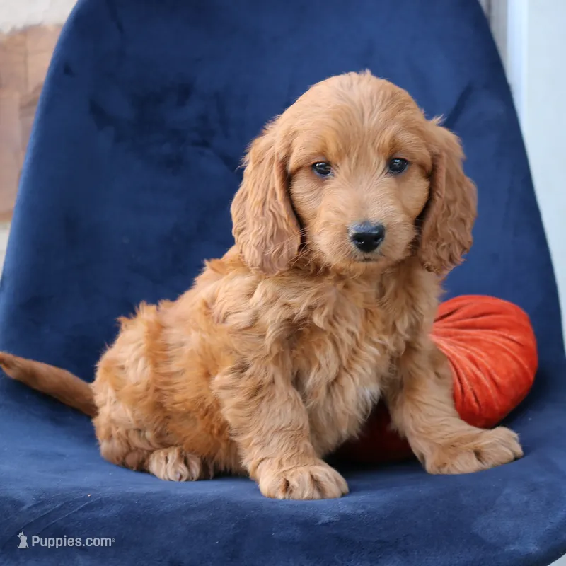 Luna – Miniature Goldendoodle puppy for sale in Narvon, PA