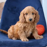 Luna, a female Miniature Goldendoodle for sale in Narvon, PA – 1 of 6
