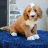 Shadow, a male Goldendoodle for sale in Narvon, PA – 2 of 10
