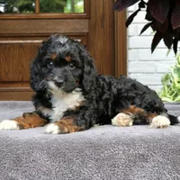 Cody, a male Cavapoo for sale in Narvon, PA – 6 of 6