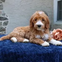 Destiny, a female Goldendoodle for sale in Narvon, PA – 3 of 6