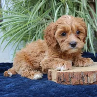 Kylo, a male Cavapoo for sale in Narvon, PA – 4 of 7