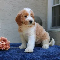 Dolly, a female Goldendoodle for sale in Narvon, PA – 4 of 9