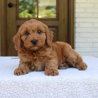 Jagger, a male Cavapoo for sale in Narvon, PA – 6 of 6