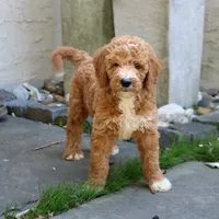 Scout, a male Goldendoodle for sale in Narvon, PA – 6 of 6