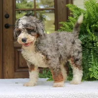 Bentley, a male Bernedoodle for sale in Narvon, PA – 2 of 10