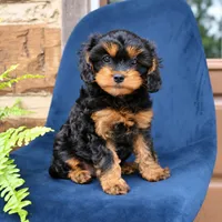 Willow, a female Cavapoo for sale in Narvon, PA – 2 of 8