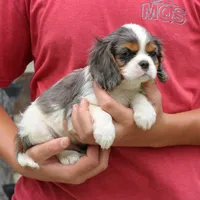 Jaxon, a male Cavalier King Charles Spaniel for sale in Narvon, PA – 7 of 7