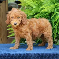 Navy, a male Goldendoodle for sale in Narvon, PA – 3 of 8