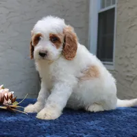 Dixon, a male Goldendoodle for sale in Narvon, PA – 4 of 7