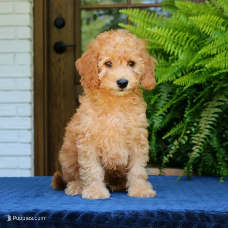 Nelson – Goldendoodle puppy for sale in Narvon, PA